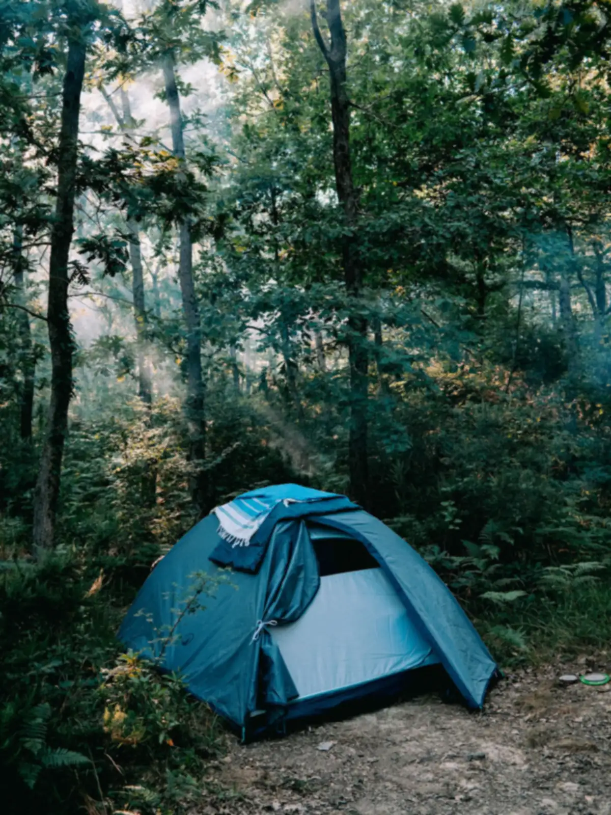 Une nuit en forêt