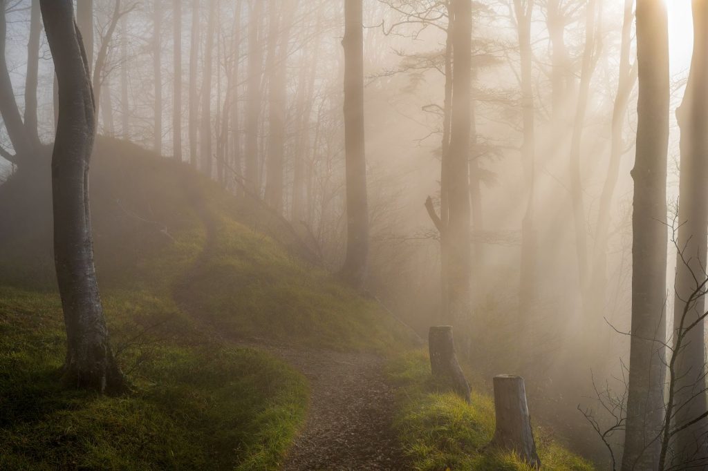 Les forêts domaniales : la question la plus fréquente, et la moins tranchée