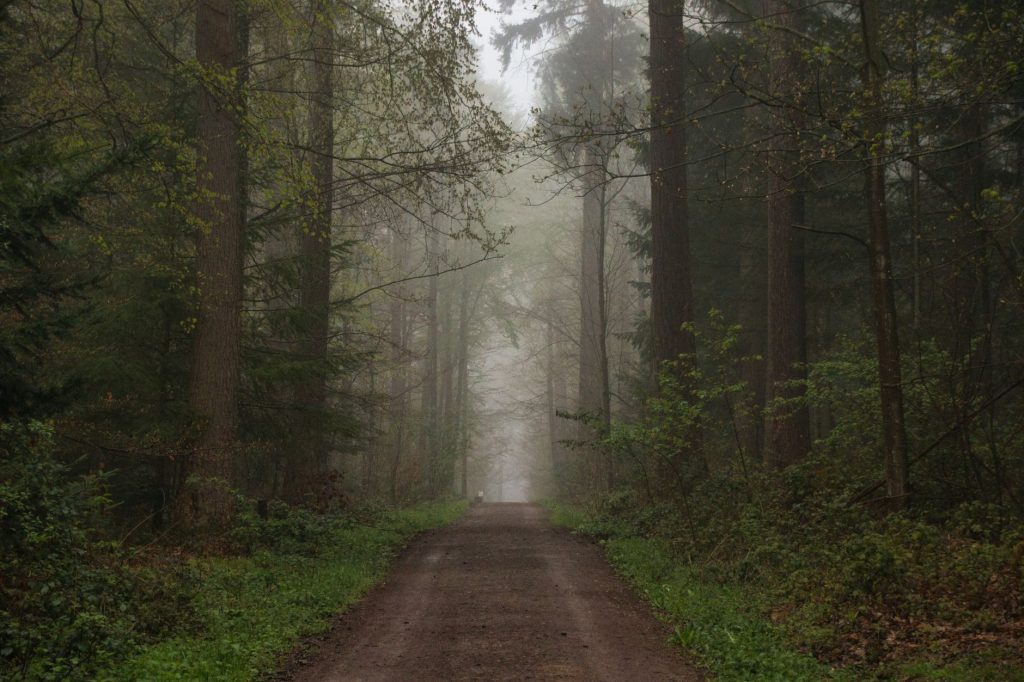 Les forêts domaniales, question non tranchée