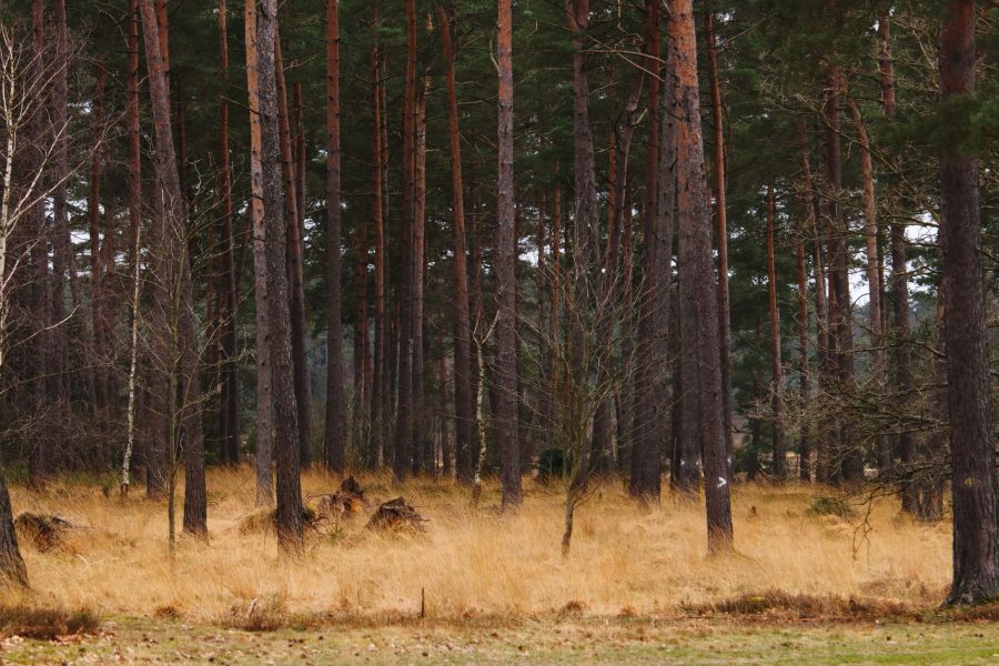 La forêt allemande, très réglementée