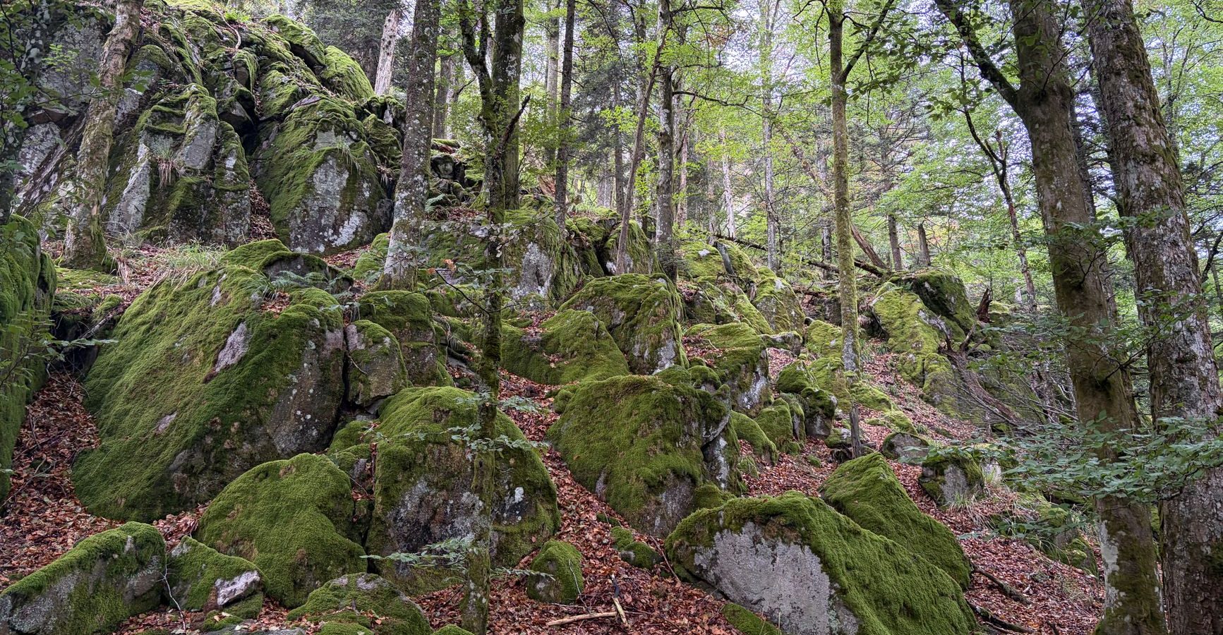 Attention aux campeurs : vérifiez les restrictions d&rsquo;accès dans les massifs forestiers