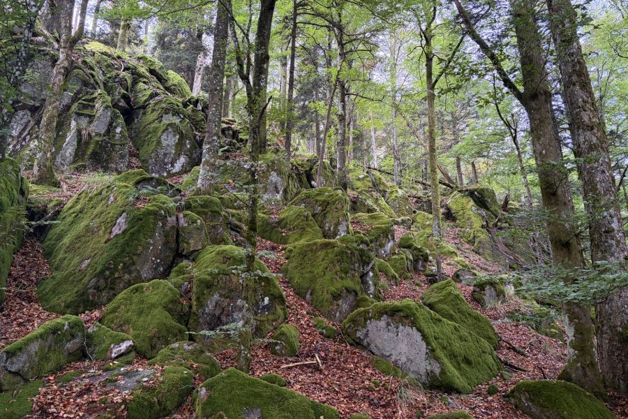 Attention aux campeurs : vérifiez les restrictions d&rsquo;accès dans les massifs forestiers