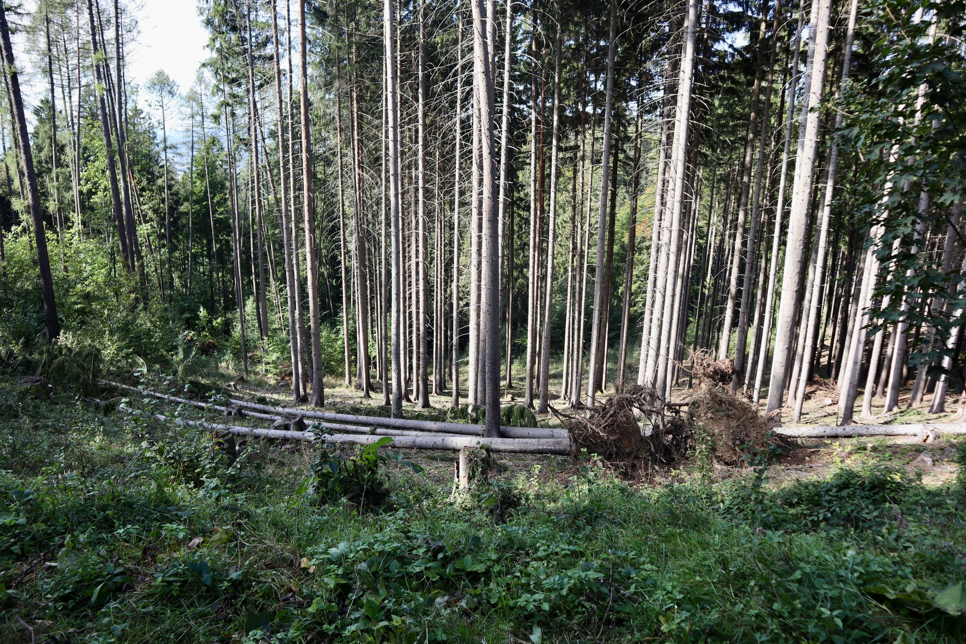 Restrictions d'accès aux massifs forestiers : vigilance en période de sécheresse