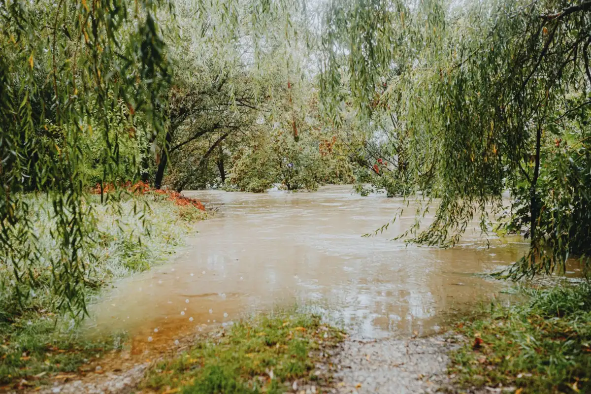 Chemin inondé par une crue sous des saules